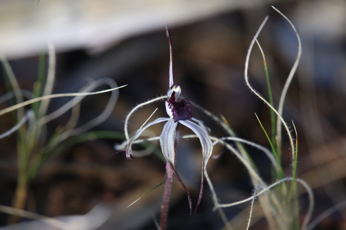 Image of Caladenia drummondii by (c) Hugo Innes, some rights reserved (CC BY)
