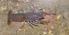 Procambarus regiomontanus