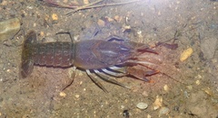 Procambarus regiomontanus