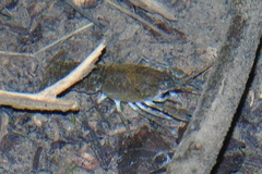 Procambarus regiomontanus