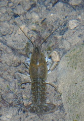Procambarus regiomontanus