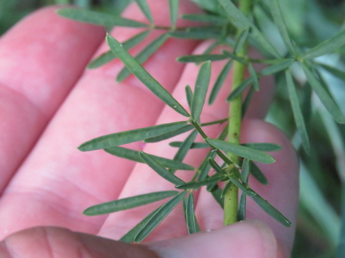 purple prairie clover