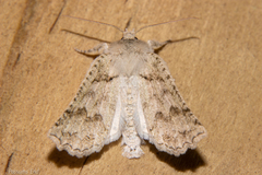 Declana niveata
