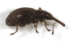 Neocyba metrosideros