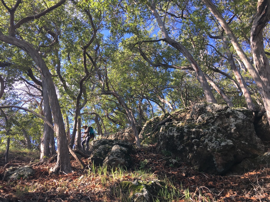 Lyonothamnus floribundus, Channel Islands National Park, Channel Islands, Santa Barbara County, US-CA, US