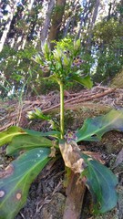 Swertia shintenensis