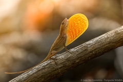Tehuantepec Anole photo 2