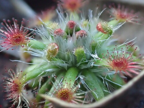 Drosera sewelliae