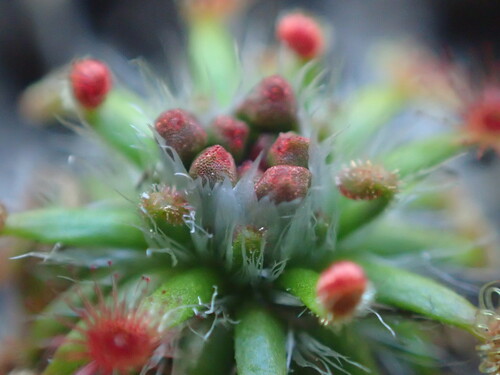Drosera sewelliae