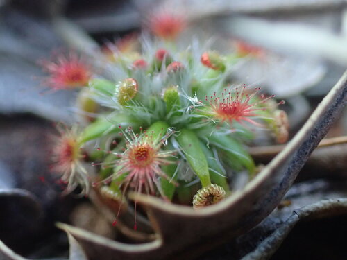Drosera sewelliae