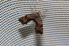Asterivora combinatana