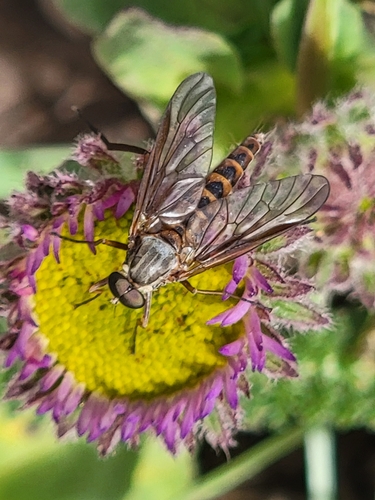 Rhagio costatus