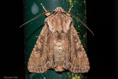 Ichneutica averilla