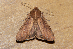 Ichneutica infensa