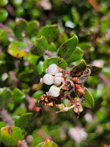 Shatterberry fruiting