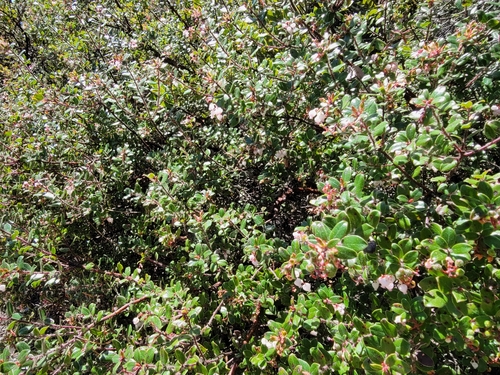 Image of Arctostaphylos nummularia by no rights reserved