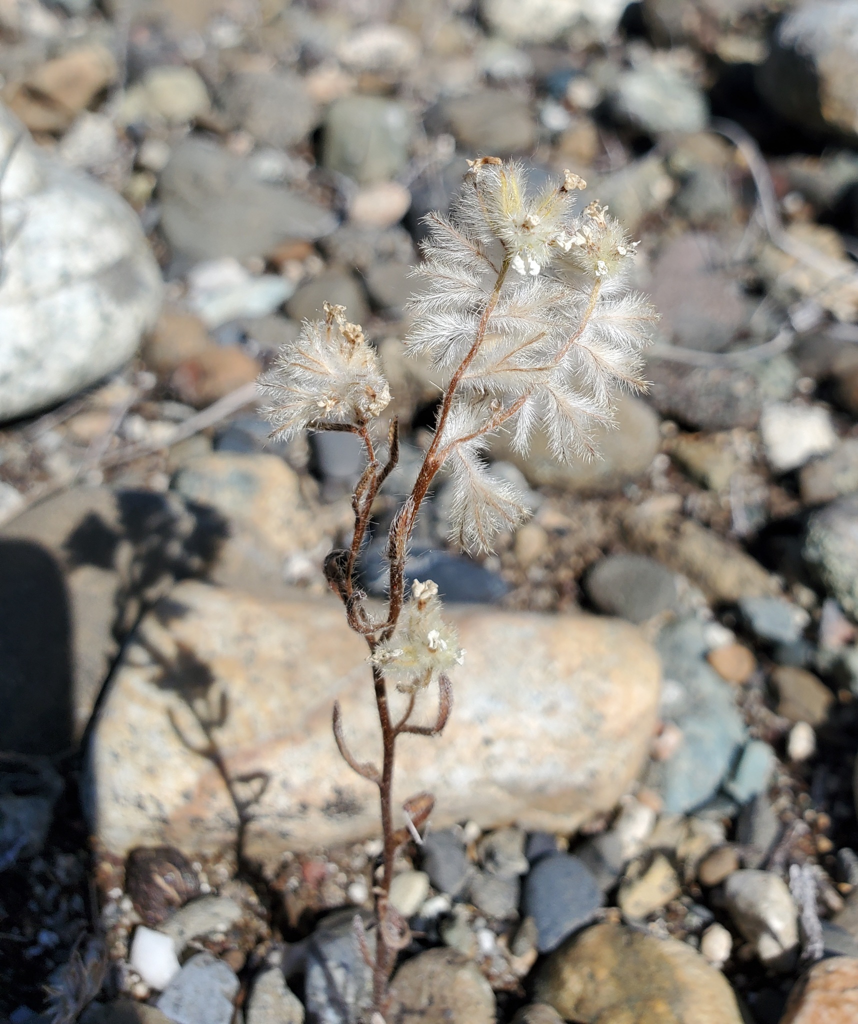 Cryptantha crinita Greene