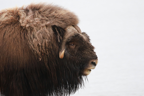 Muskox