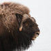 Muskox - Photo (c) Cameron Eckert, some rights reserved (CC BY-NC), uploaded by Cameron Eckert