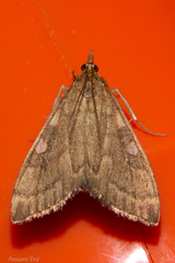 Mnesictena marmarina