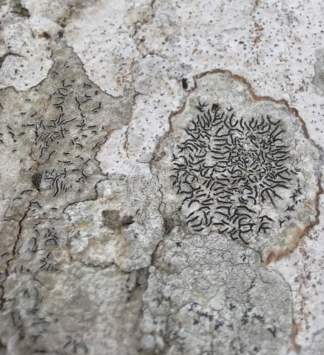 Common Script Lichen