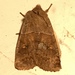 Straight-toothed Sallow - Photo (c) John Boback, some rights reserved (CC BY-NC), uploaded by John Boback