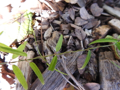 Metastelma barbigerum