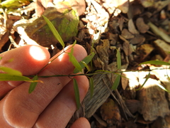 Metastelma barbigerum