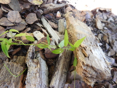 Metastelma barbigerum