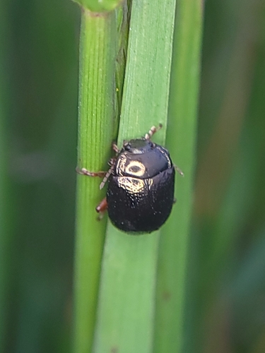 Bronze Beetle photo 6