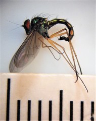 Parentia titirangi