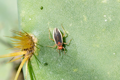 Hesperolabops gelastops