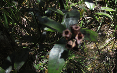 Metrosideros parkinsonii