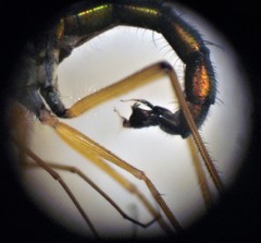 Parentia titirangi