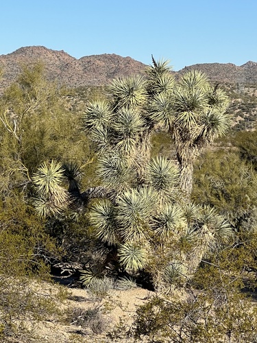 Eastern Joshua tree (Yucca jaegeriana)