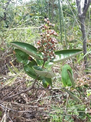 Miconia fallax