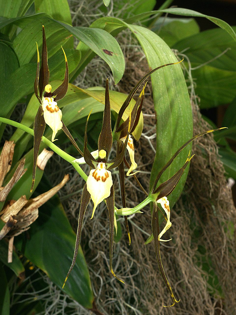 Brassia keiliana Rchb.f.