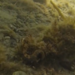 Observation photo