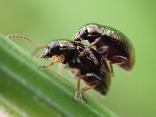 Horsetail Flea Beetle