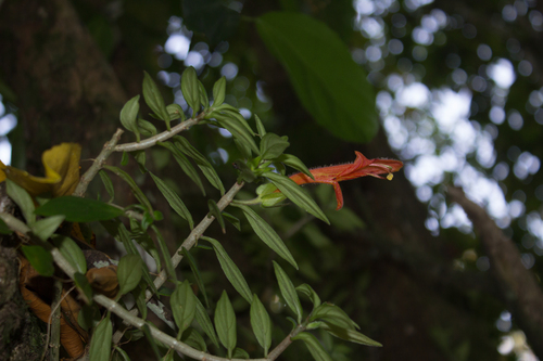 Columnea purpusii