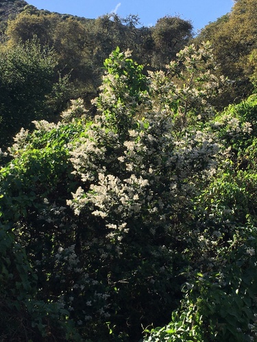 Feltleaf ceanothus (Ceanothus arboreus)