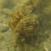 Observation photo