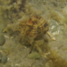 Observation photo