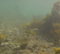 Notolabrus celidotus