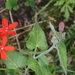 Oxypetalum coccineum - Photo (c) aacocucci, some rights reserved (CC BY-NC)