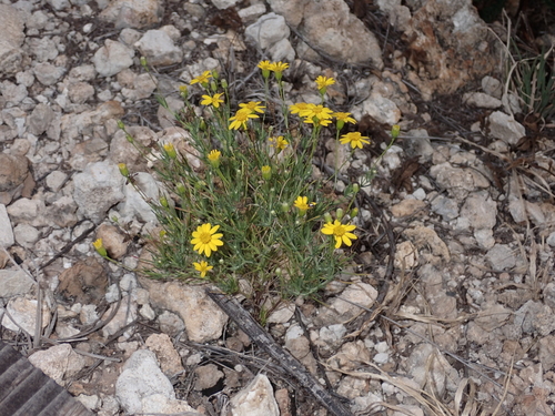 Thymophylla pentachaeta, 2023-05-17