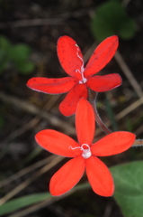 Oxypetalum coccineum