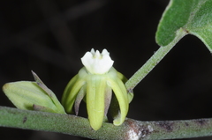 Araujia brachystephana