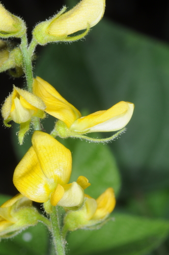 Image of Rhynchosia edulis by (c) aacocucci, some rights reserved (CC BY)
