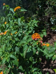 Lantana camara, recorded fruiting